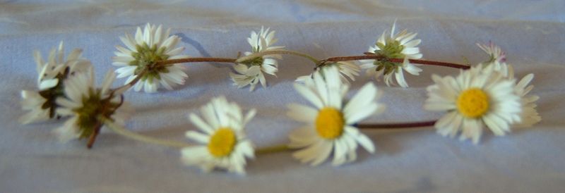 File:Locale RS6 Daisy chain.JPG